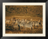 Zebras herd in the Ngorongoro Crater