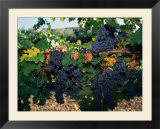 Grapes Growing at Mirassou Vineyards  San Jose  USA