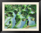 Man in rice paddies  Bali  Indonesia