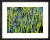 Grass growing in the water creates an abstract pattern