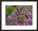 Long Eared Owl