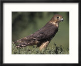 Merlin  Falco Columbarius
