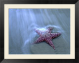 Harris Beach  Starfish  Oregon