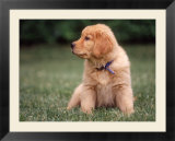Six-week-old Yellow Labrador Puppy