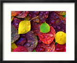 Multi-Colored Aspen Leaves with Rain Drop