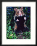 Common Hamster (Cricetus Cricetus)