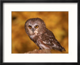 Saw-Whet Owl on Tree Stump