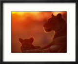African Lions (Panthera Leo)  Female and Cub at Twilight  with the Lioness Looking for Prey