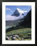 Mt Ausangate in Rear with Alpacas in Valley  Peru