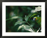 A fig parrot sits on a tree branch in Australia