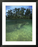 Florida manatee  Crystal River  Florida