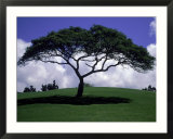 Shade Tree on Grassy Hill