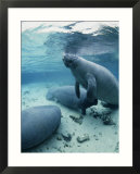 An underwater shot of Florida manatees