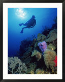 Silhouette of Scuba Diver Underwater  Honduras