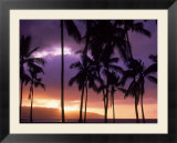 Silhouette of palm trees  Hawaii