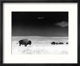 Buffalo grazing  Buffalo Gap Nat Grassland  SD