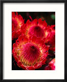 Beautiful and Exotic Protea Flower Grown on the Slopes of Haleakala Nat Park  Maui  Hawaii  USA