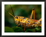 Grasshopper in Florida Everglades  Everglades National Park  Florida  USA