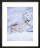 Reindeer Stag in Winter Snow (Rangifer Tarandus) from Domesticated Herd  Scotland  UK