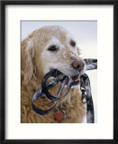 Golden retriever with leash in mouth