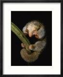 Pygmy Anteater Resting  Guyana  South America  Note Claws for Climbing