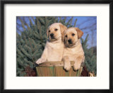 Golden Labrador Retriever Puppies  USA