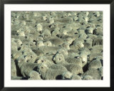 Herd Of Sheep