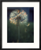 Dandelion Backlit By the Sun