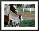 One Day Old Horse with Mother