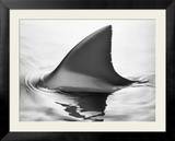 Shark fin