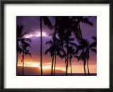 Silhouette of palm trees  Hawaii