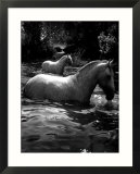 2 White Horses in Water