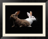 White and Brown Rabbit