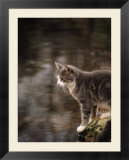 Cat on rock