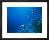 Longfin bannerfish swim near Rongelap Atoll