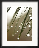 Rain Drops On Pine Branch Needles