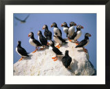 Puffins on Rock at Machias Seal Island