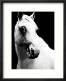 White Horse in Stall