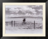 Longhorn steer  CO