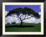 Shade Tree on Grassy Hill