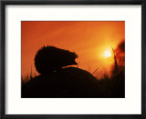 Hedgehog (Erinaceus Europaeus) Silhouette at Sunset  Poland  Europe