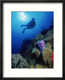 Silhouette of Scuba Diver Underwater  Honduras