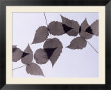 Backlit leaves