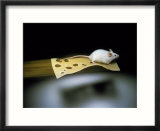 Mouse Flying on Piece of Swiss Cheese