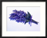Bouquet of Lavender