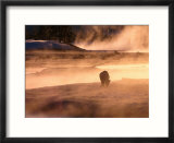 Winter Bison (Bison Bison)  Yellowstone National Park  Wyoming  USA