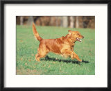 Golden Retriever Running