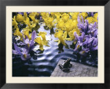 Frog  Sheet Music and Flowers in Water