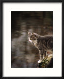Cat on rock