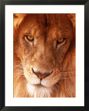 Close-up of Lion's Face